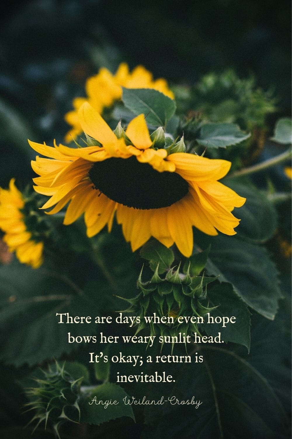 Quotes by Angie Weiland Crosby, Photographs by Eberhard Grossgasteiger